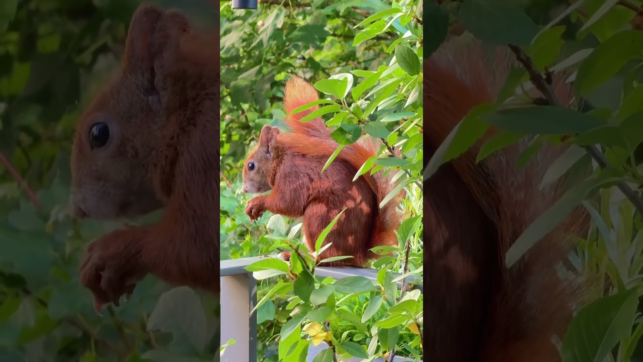 Just a Little Nibbler Living His Best Squirrel Life 🐿️😌| Cozy Wildlife Moment #squirrel #cute