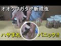 オオクワガタ♂新成虫6匹を紹介！指をハサまれパニックに！？