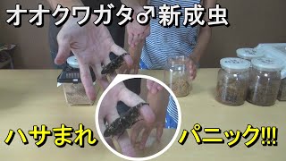 オオクワガタ♂新成虫6匹を紹介！指をハサまれパニックに！？