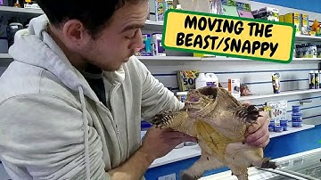 Moving The BEAST/ SNAPPY, Snappys Coming Home (Snake Island Exotics)