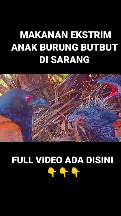 😱SEMUA DITELAN TANPA HAMBATAN #wildbirds #burung