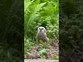 Baby owl landed on ferns on first flight #babyowl #owlet #owletビジネスモデル #owlette #owls #owl #babybird