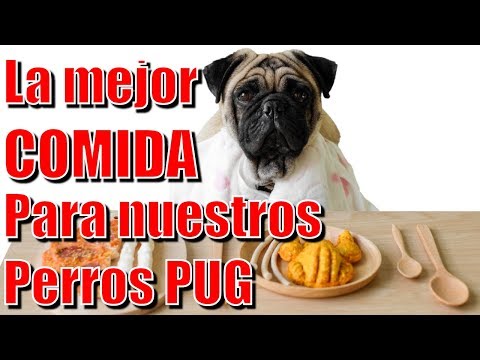 Video: Que Comida Seca Darle De Comer Al Pug