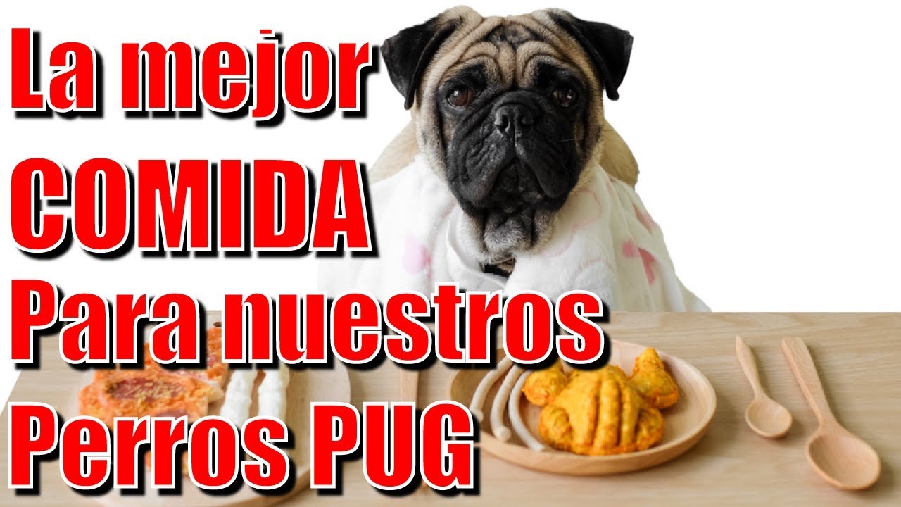 Hacer comida casera para perros