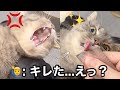 【怒り＜執念】開始1秒でブチ切れた猫が可愛すぎた...
