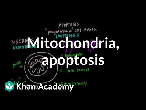 Video: Oxidační Stres A Mitochondriální Dysfunkce U Kindlerova Syndromu