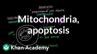 Mitochondria, Apoptosis, and Oxidative Stress