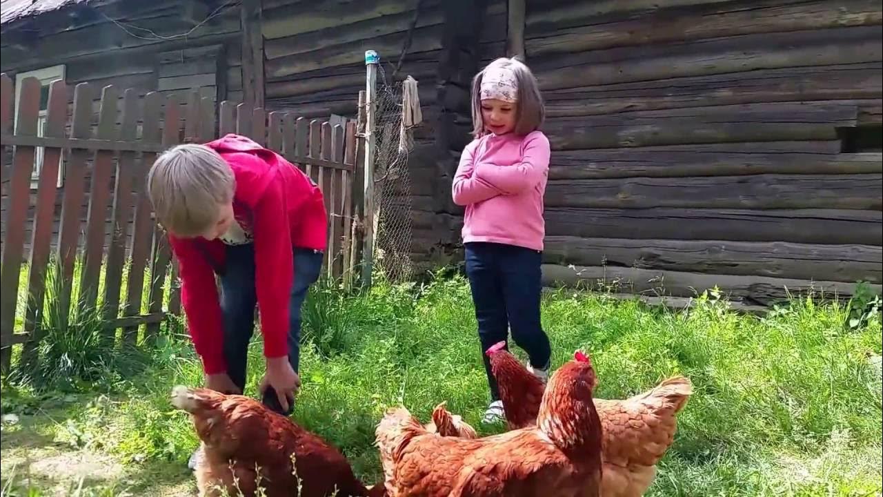 Видео про кур. Куры в деревне. Бабушка в деревне куры. Курочки у бабушки в деревне. Дети и куры в деревне.