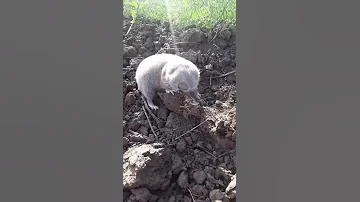 Впервые увидел крота
