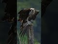 Bald Eagles and Osprey #photography   photography #sony camera #birds #wildlife