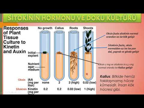 Video: Bir bitkide sitokininler nerede bulunur, görevleri nelerdir?