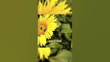 Why Are NASA Scientists Obsessed with Pineapples?🤔#NatureMaths#PineapplePattern#NatureSecrets#Math