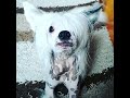 Китайская хохлатая собака говорит "мама"
