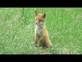 Лисята. Встреча через месяц ( Vulpes vulpes ) Little fox