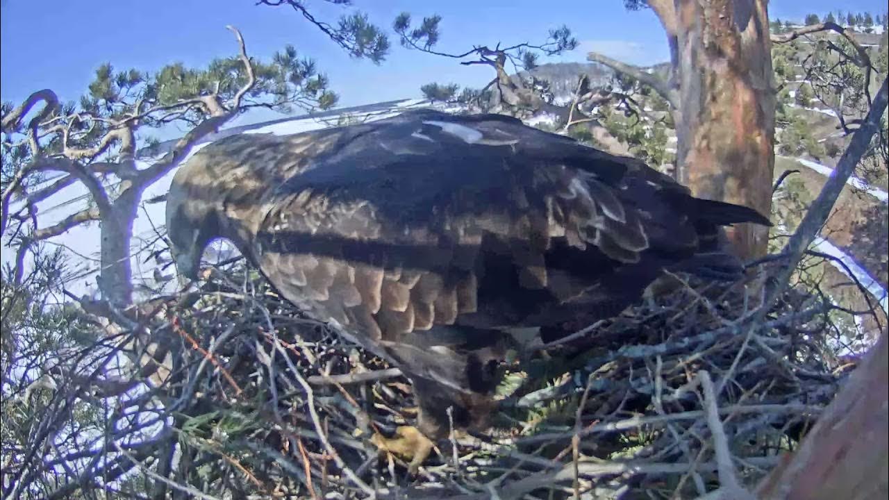 Орел могильщик гнездо. Орлы алтын и алтынай. Гнездо солнечного орла в сенгилеевских горах. Гнездо солнечного орла в сенгилеевских горах. Гнездо солнечного орла в сенгилеевских горах.