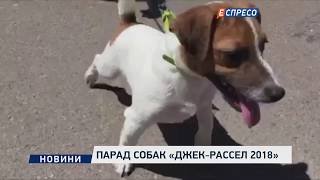 Парад собак Джек-рассел 2018 Парад собак Джек-рассел 2018