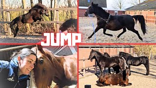 Broken hand! | Jump high! | Flagged tail | Chilling! | I remember something!!👑 | Friesian Horses by Friesian Horses 47,818 views 3 weeks ago 25 minutes
