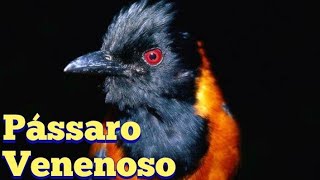 Pitohui De Penachoum Pássaro Venenoso.
