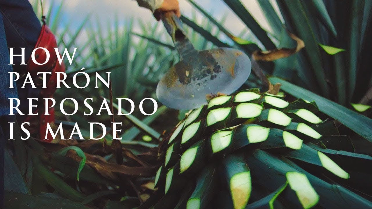The Making of Patrón Reposado | Patrón Tequila