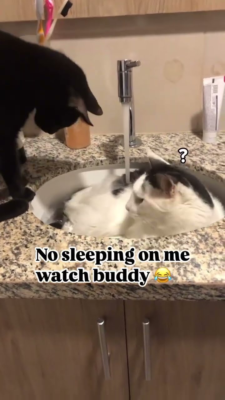 Kittyo like ah man what you think you can get up past me
