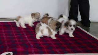 Shichon Puppies For Sale