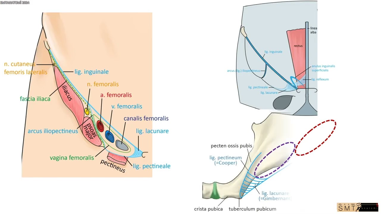 Spatium retroinguinale ve herniler (fıtıklar)