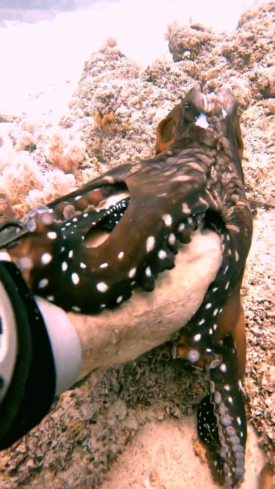 Diver Playing With Octopus || ViralHog