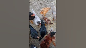 cho gà ăn uống.pub qaib lom zem heev