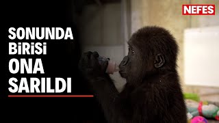 Sonunda Biri O Gorile Sarıldı