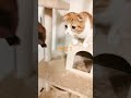 食べれた!