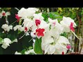 WHITE AND RED BLEEDING HEART VINE #bleedingheart #flowers #whiteflower #amazing #vine