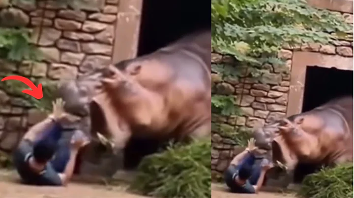 Why You Should Never Approach A Hippo