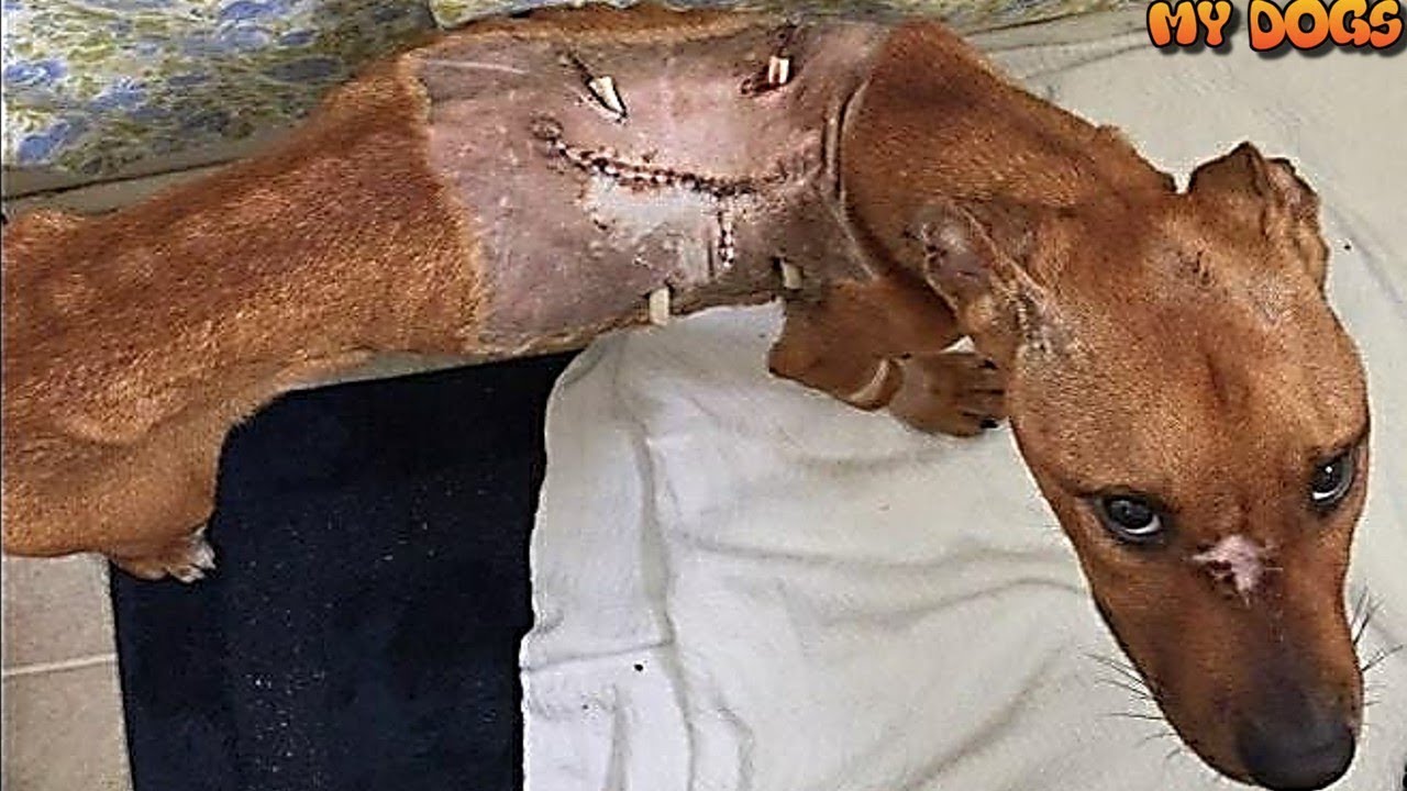 Rescue Poor Dog by Hero Man