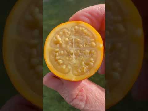 Wideo: Growing Naranjilla: Dowiedz się więcej o warunkach uprawy Naranjilla