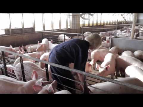 A Pig's Tale