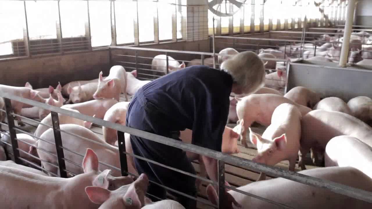 A Pig's Tale Inside a Real Pig Barn YouTube