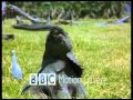 Montaje animales BBC Final Cut