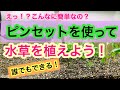 【初心者でもできる!!】水草をピンセットで植栽するコツをプロがやさしく解説します!