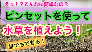 【初心者でもできる!!】水草をピンセットで植栽するコツをプロがやさしく解説します!