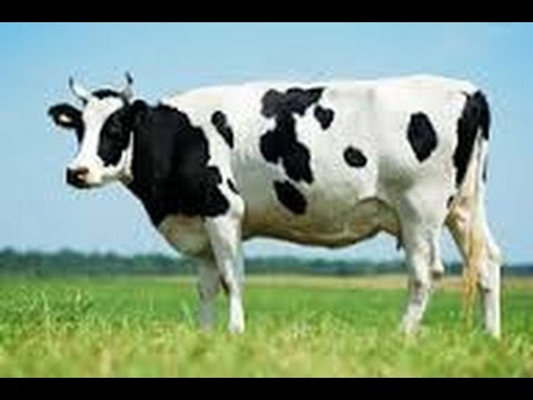Qui a dit quune vache ne servait qu faire du lait 
