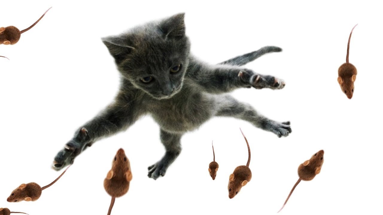 Cat games Mouse YouTube