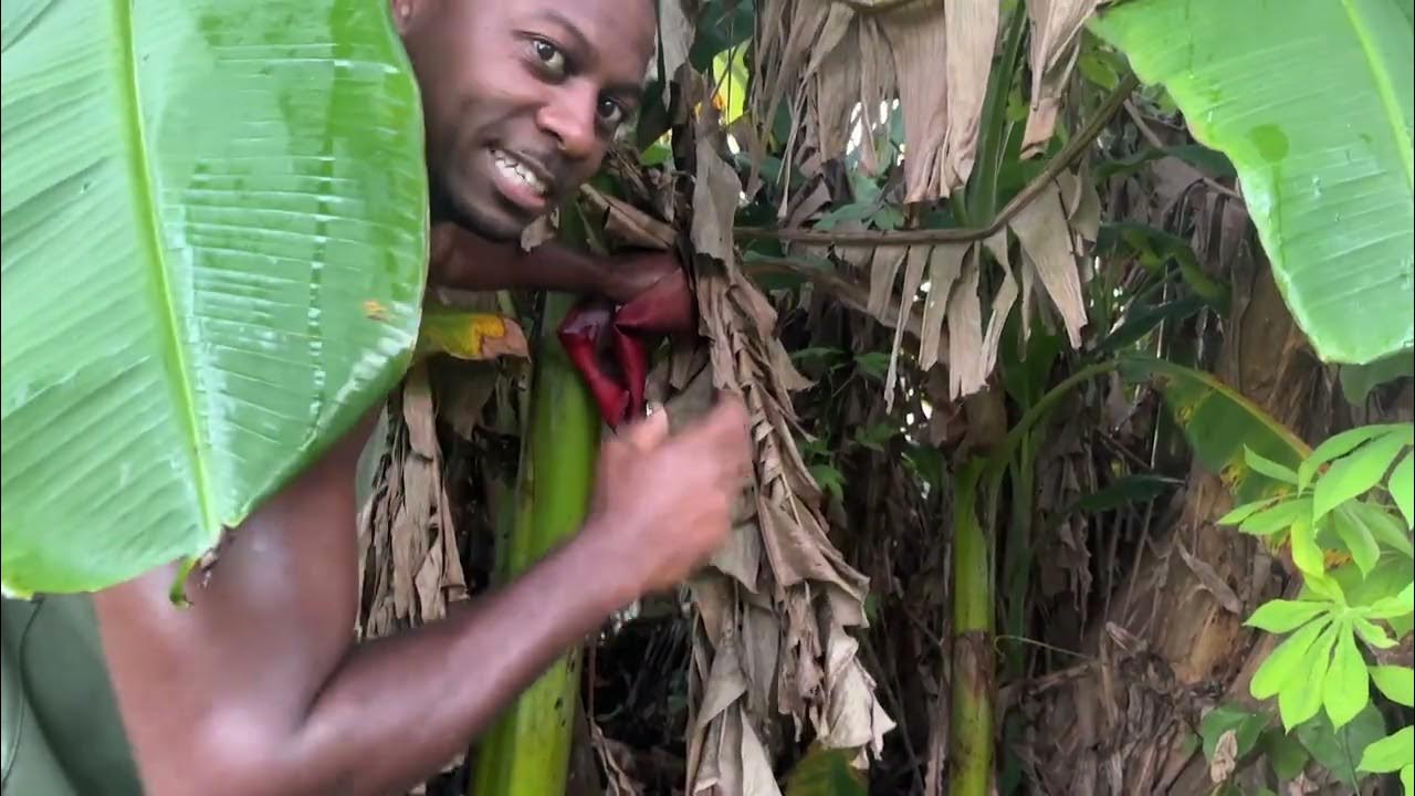 Did You KNOW You Can Eat Banana FLOWERS? YouTube