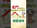 鬼門に置くとお家がパワースポットになる観葉植物【風水アドバイザーが解説】#shorts