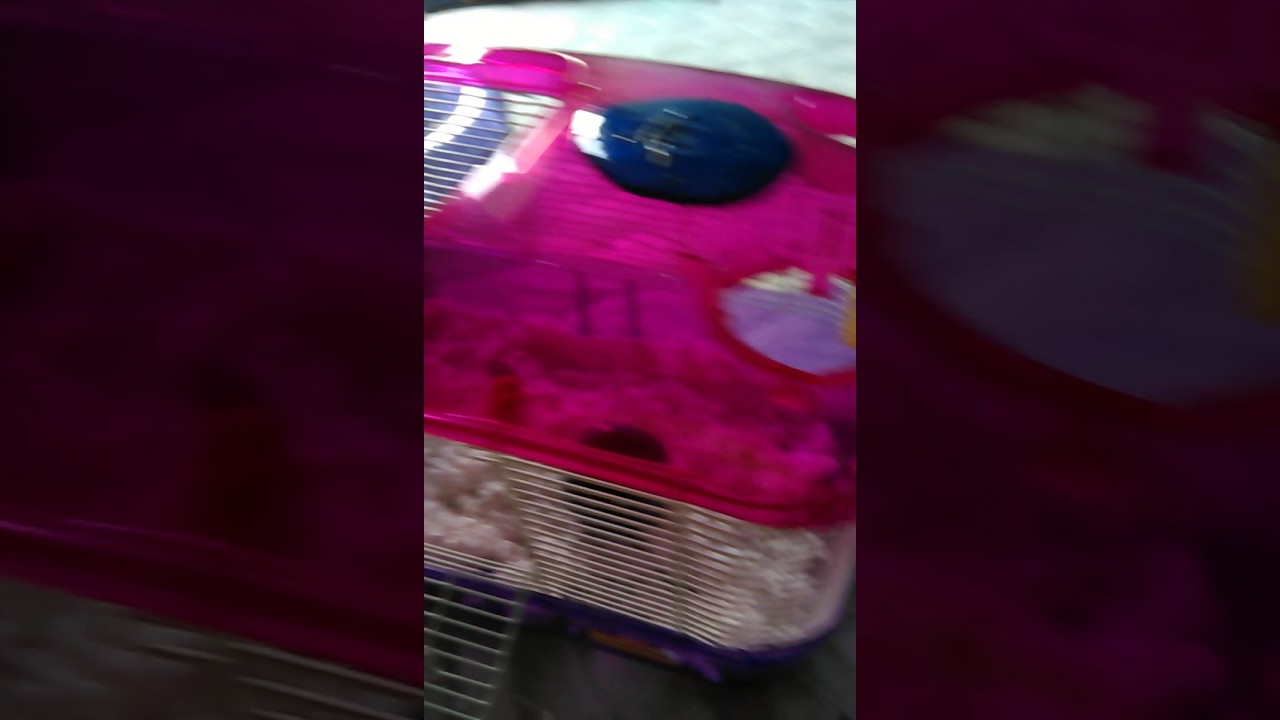camera iphone 8 plus apk Cleaning hamster cage part 5