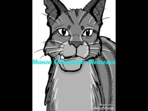 🐱Коты-воители манга Обещание Метеора.🐱