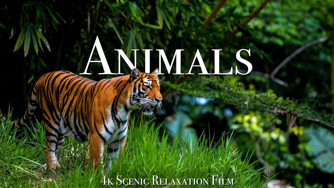 Animals Of The World 4K   Scenic Wildlife Film With Calming Music