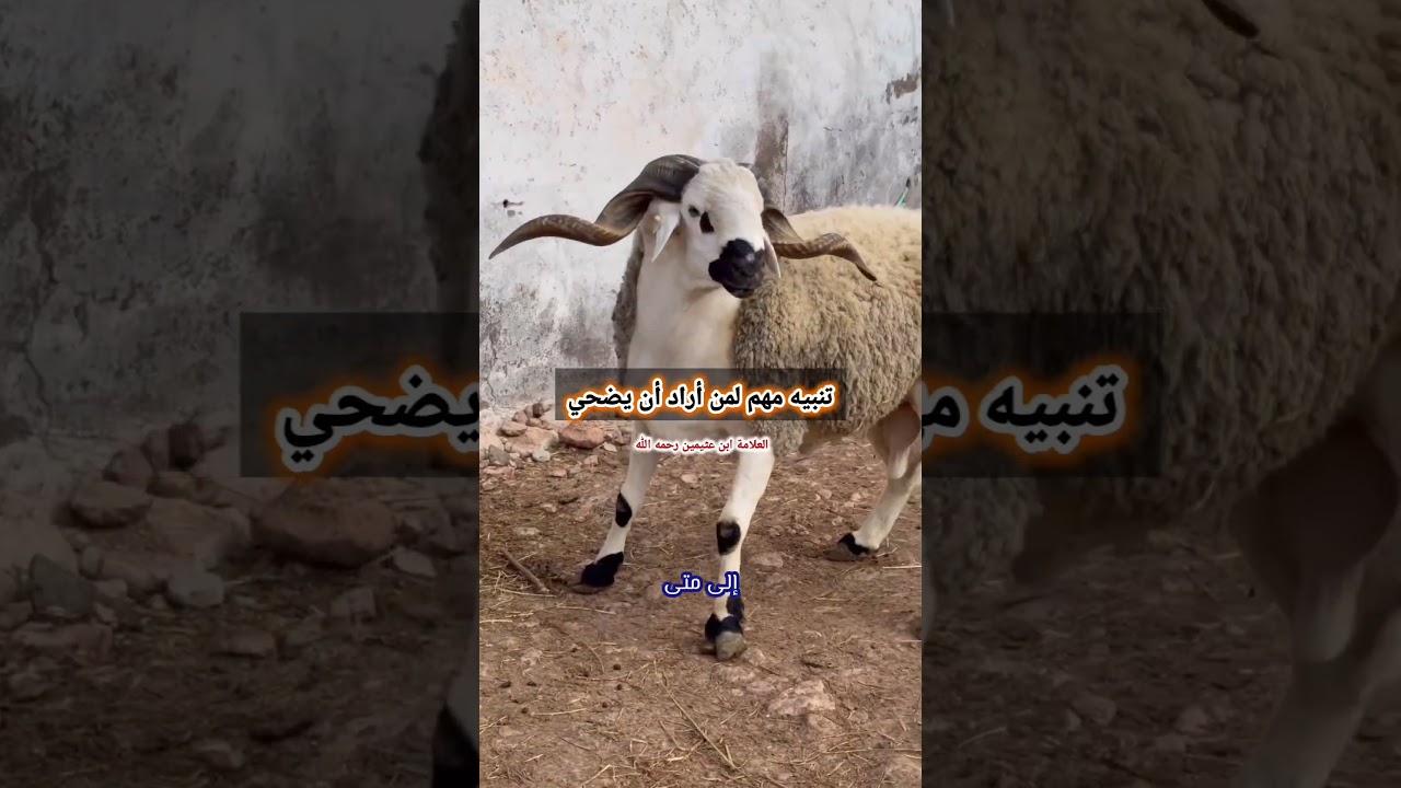 تنبيه مهم لمن أراد أن يضحي / الشيخ ابن عثيمين رحمه الله