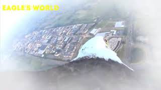 Celebrity Eagle flight from balloon Profile