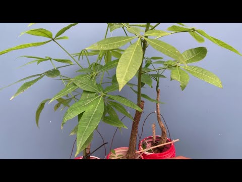 Propagating Money Tree from Cuttings with Actual Results 100%-How To Grow Money Tree Plant