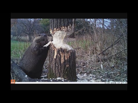 Beaver cutting trees Down Bushnell Trophy Cam